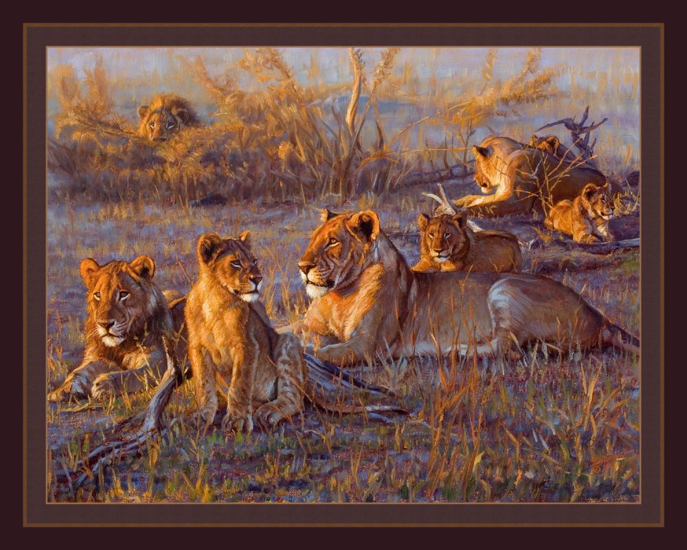Afterglow Lions 45