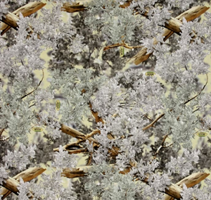 King Camo Desert Cotton Fabric